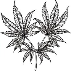 Detailed Cannabis Sativa Plant Illustration Black and White Botanical Drawing Marijuana Leaves