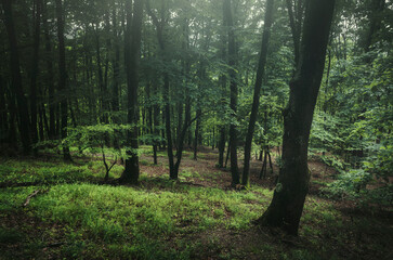 Fototapeta premium dark forest with green foliage and grass