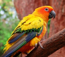 red and yellow macaw