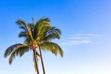 Palms of beautiful island