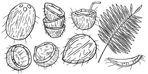 Tropical coconut cocktail set, hand drawn exotic fruit summer vacation vector ink illustration. Fresh coconut print, aloha Hawaii bar menu design object. Tropical coconut clipart © ermine