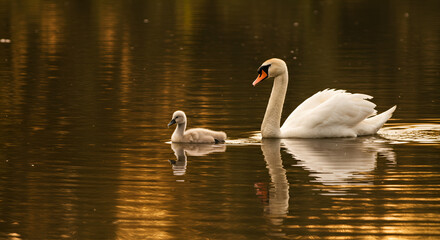 Fototapeta premium An elegant adult swan with pristine white feathers gliding across a peaceful lake, while a small cygnet follows closely behind.