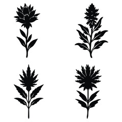 Set of  Black Silhouettes of Indian Paintbrush Floral Designs on White Background