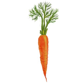 A vibrant watercolor illustration of a carrot with green leafy tops, showcasing its bright orange color and detailed texture.