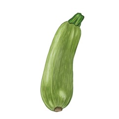A realistic watercolor illustration of a green zucchini, showcasing its elongated shape and smooth texture.