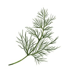 Fototapeta premium A detailed watercolor illustration of a green dill leaf, showcasing its feathery texture and delicate structure against a white background.