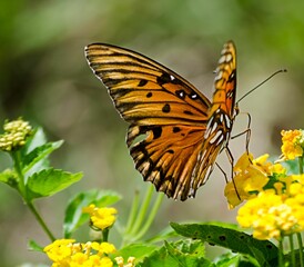 butterfly on flower