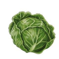 Fototapeta premium A realistic watercolor illustration of a fresh green cabbage with detailed leaves and texture, set against a plain white background.