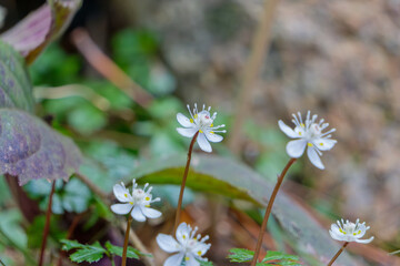 バイカオウレンの群生