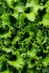 Fresh, vibrant green lettuce leaves arranged closely, showcasing their crisp texture and natural color.