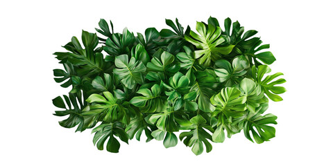 Green tropical plants on transparent background