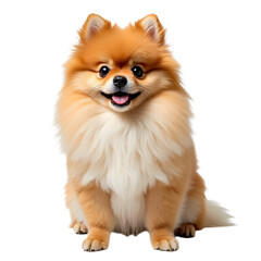 Obraz premium A fluffy Pomeranian dog sitting happily.