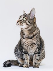 Obraz premium A cat lounging in a sphinx pose with soft lighting