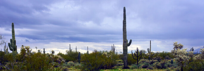 Landscape Sonora Desert Arizona