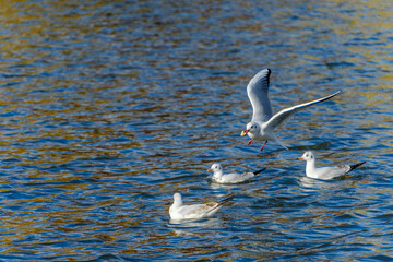 水面を舞うユリカモメ