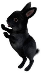 3D Rendering Black Bunny on White