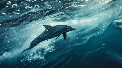 Fototapeta premium Dolphin Joyfully Leaping Through Sparkling Ocean Waters