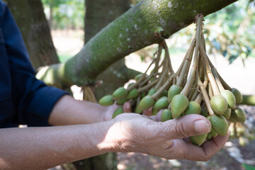 Fototapeta premium Durian flowers are the reproductive organs of the tree.