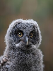 Naklejka premium Curious grey owlet gazing intently with bright, expressive eyes