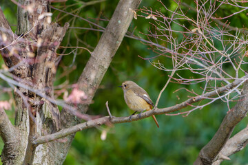 枝に止まるジョウビタキの雌