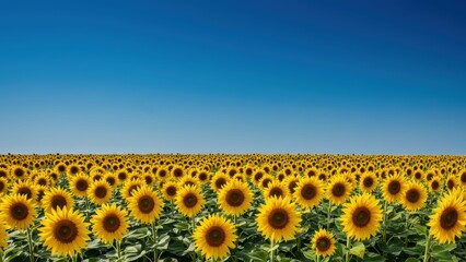 Obraz premium A vibrant field of sunflowers under a clear blue sky, radiating positivity and showcasing natural beauty in the summer season