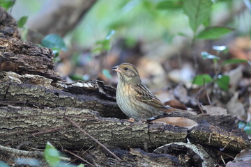 The grey bunting (Emberiza variabilis) is a species of bird in the family Emberizidae. This photo was taken in Japan.