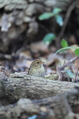 The grey bunting (Emberiza variabilis) is a species of bird in the family Emberizidae. This photo was taken in Japan.