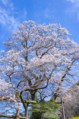 Naklejka premium 仁淀川町のひょうたん桜