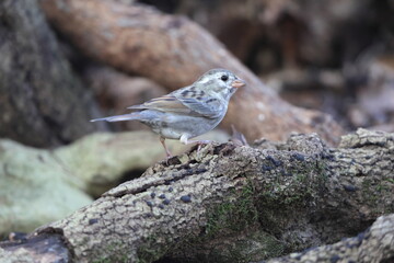 The grey bunting (Emberiza variabilis) is a species of bird in the family Emberizidae. This photo was taken in Japan.