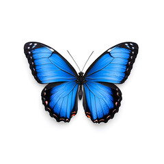 Blue Morpho butterfly isolated on white background