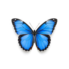 Blue Morpho butterfly isolated on white background