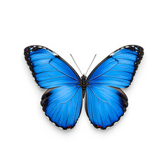 Obraz premium Blue Morpho butterfly isolated on white background