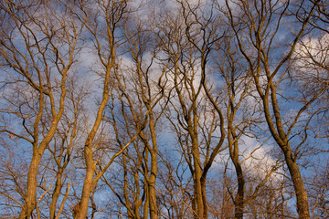 Intricate Bare Tree Branches Against a Blue Sky – Winter Nature Background
