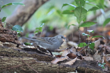 The grey bunting (Emberiza variabilis) is a species of bird in the family Emberizidae. This photo was taken in Japan.
