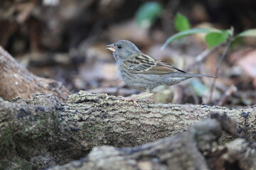 The grey bunting (Emberiza variabilis) is a species of bird in the family Emberizidae. This photo was taken in Japan.