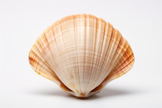 Shell clam white background invertebrate.