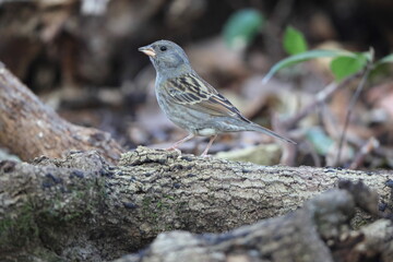 The grey bunting (Emberiza variabilis) is a species of bird in the family Emberizidae. This photo was taken in Japan.