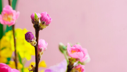 Fototapeta premium 早春に咲く、ピンクの桃の花とピンク色の背景