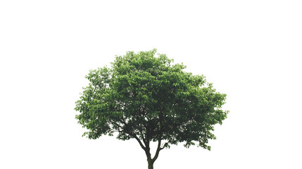 Green wide tree on white or transparent background