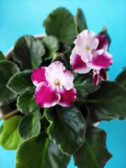 Beautiful violet flower with pink and white flowers and green leaves on a blue background