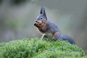 Squirrel, Red Squirrel