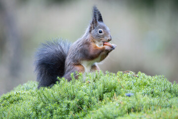 Squirrel, Red Squirrel