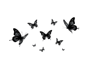 set of butterflies isolated on white or transparent png