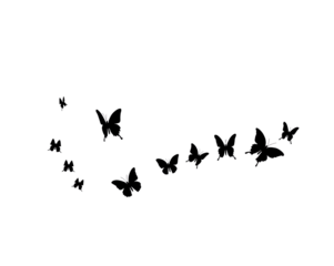 set of butterflies isolated on white or transparent png