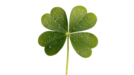 four leaf clover isolated on white background