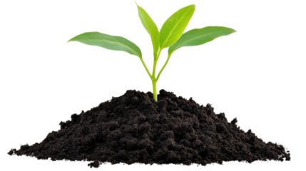 young plant in soil isolated on white background