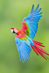 Obraz premium Scarlet macaw parrot flying. Macaw Ara (Ara chloropterus) bird