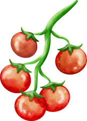watercolor tomato