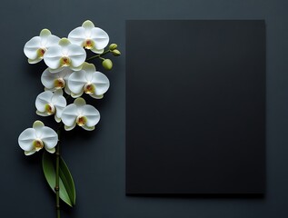 Obraz premium White Moon Orchid (Phalaenopsis amabilis) on Dark Background – Funeral Condolence and Sympathy Card 