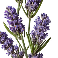 lavender flower on transparent background. purple flower on transparent background